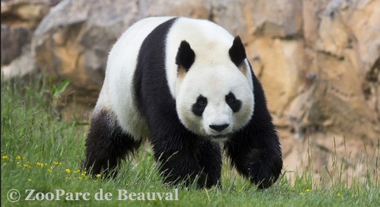 Zoo Beauval
