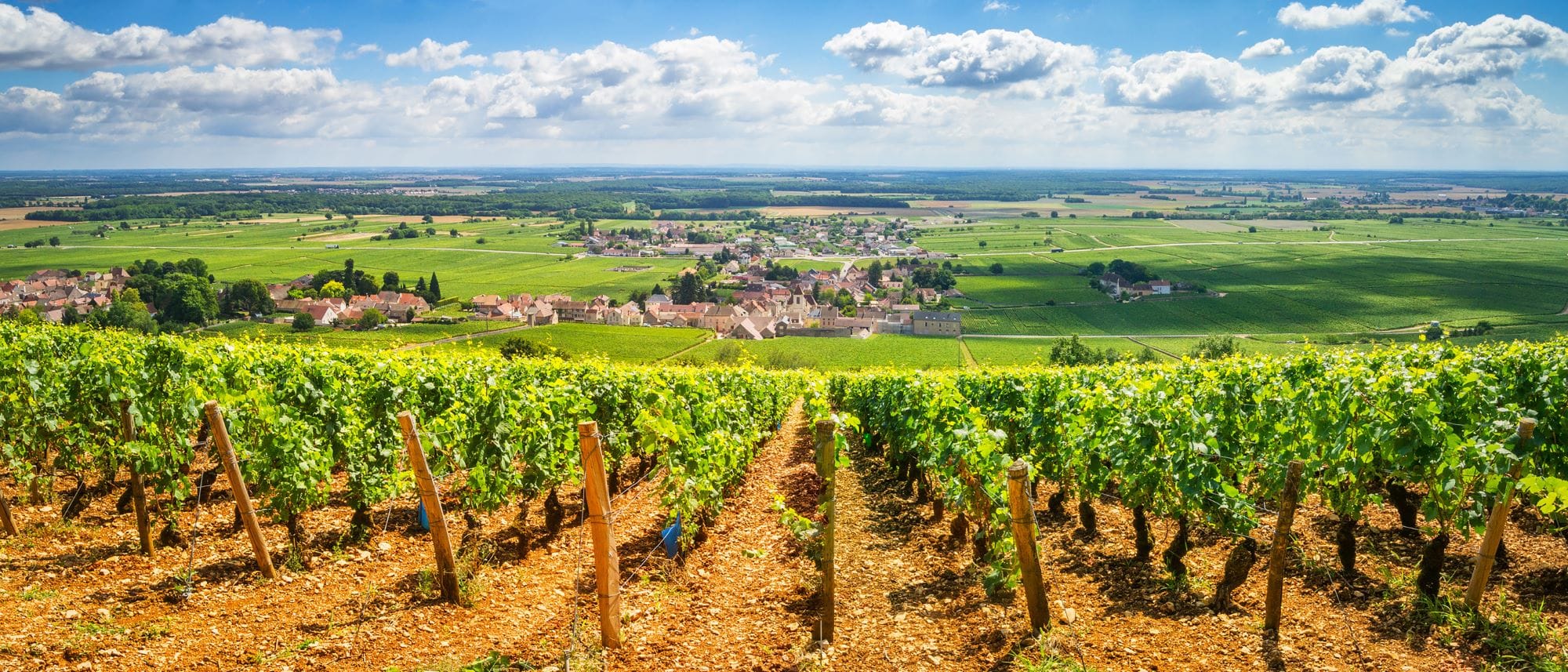Vineyard in Burgundy