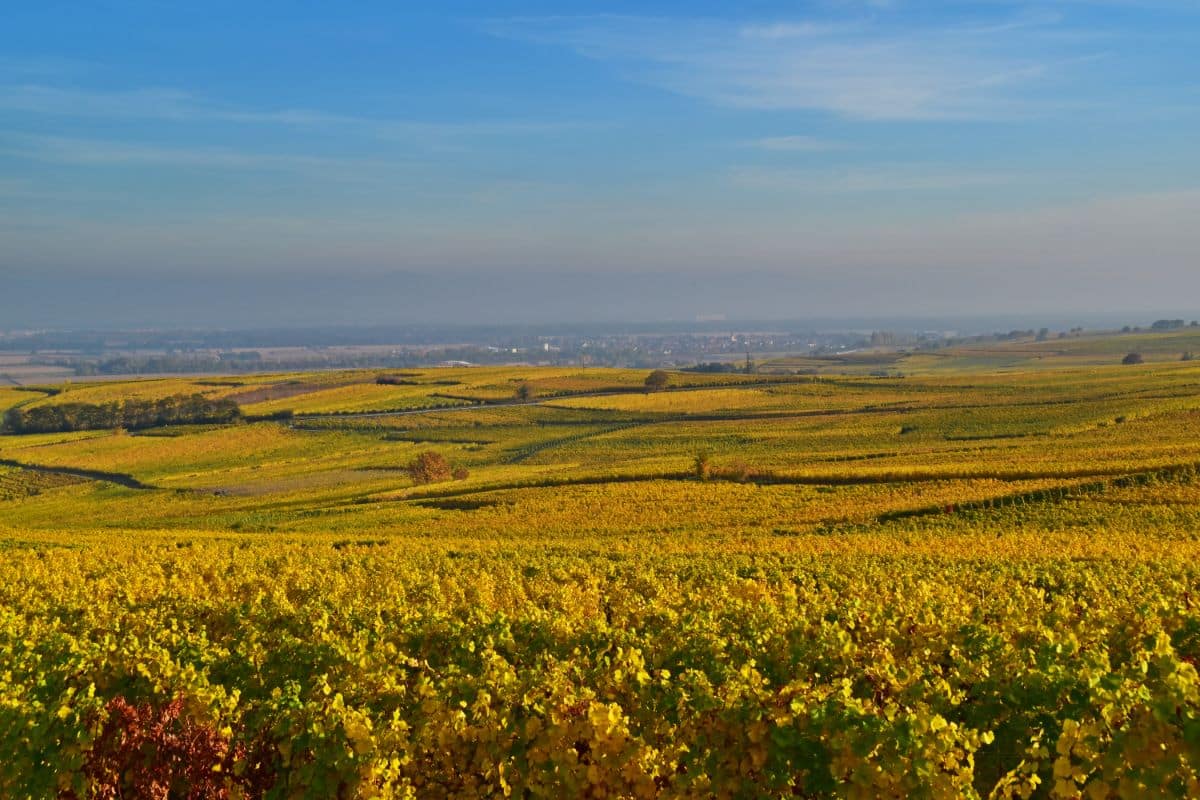 vignoble d'Alsace